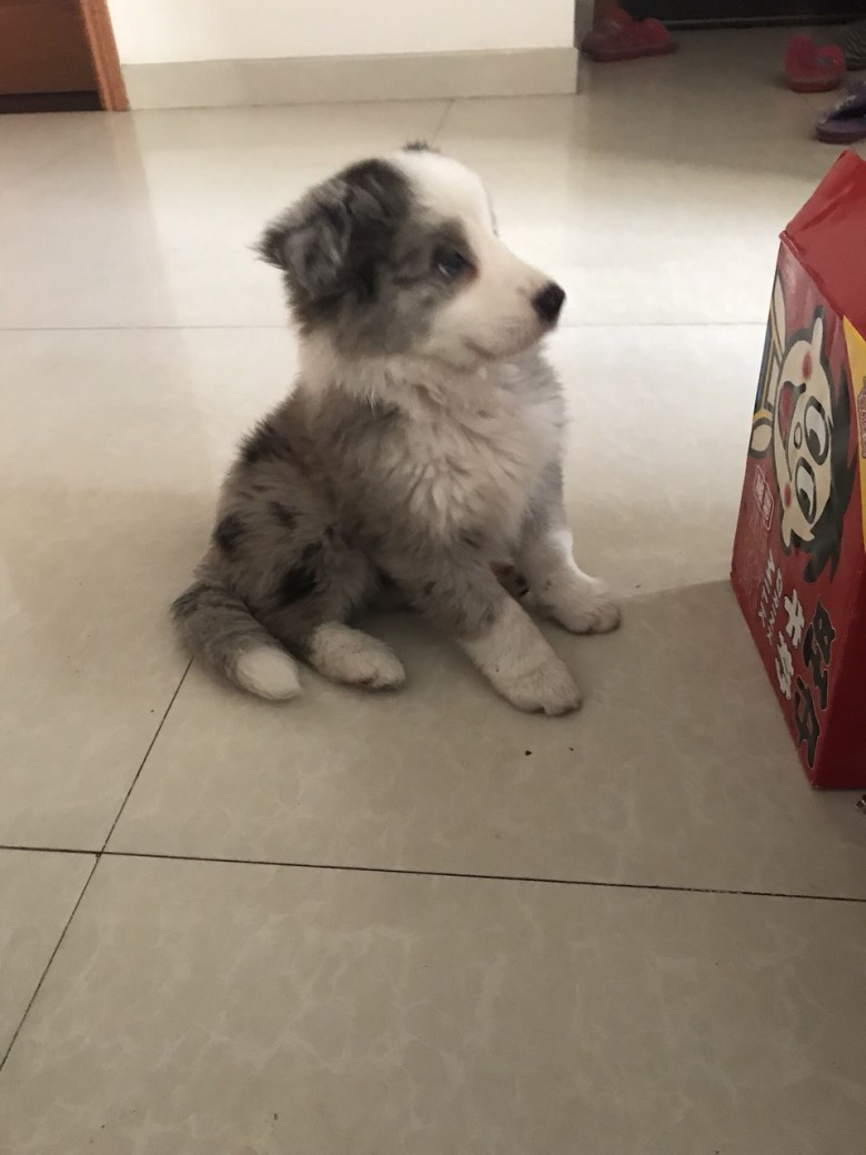 三个月陨石灰小边牧送养,无费用,大包狗粮及沐浴露赠