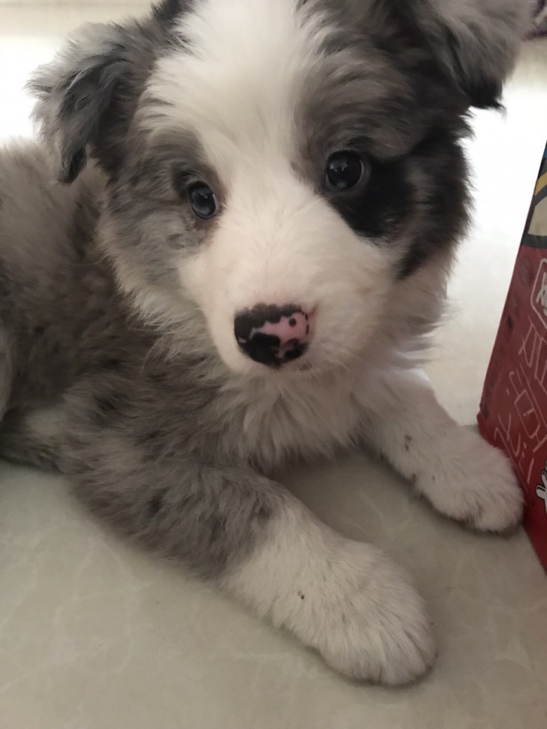 三个月陨石灰小边牧送养,无费用,大包狗粮及沐浴露赠