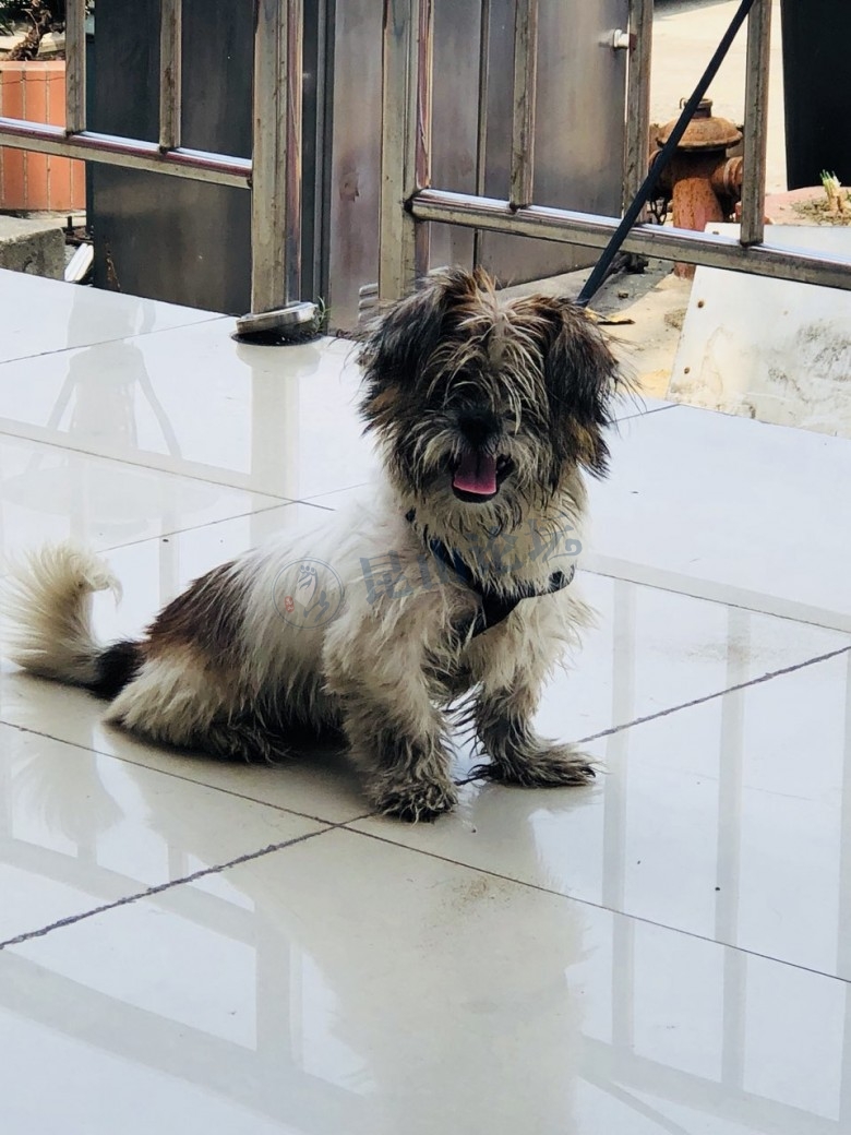 西施串串,7个月大,有人要收养吗?