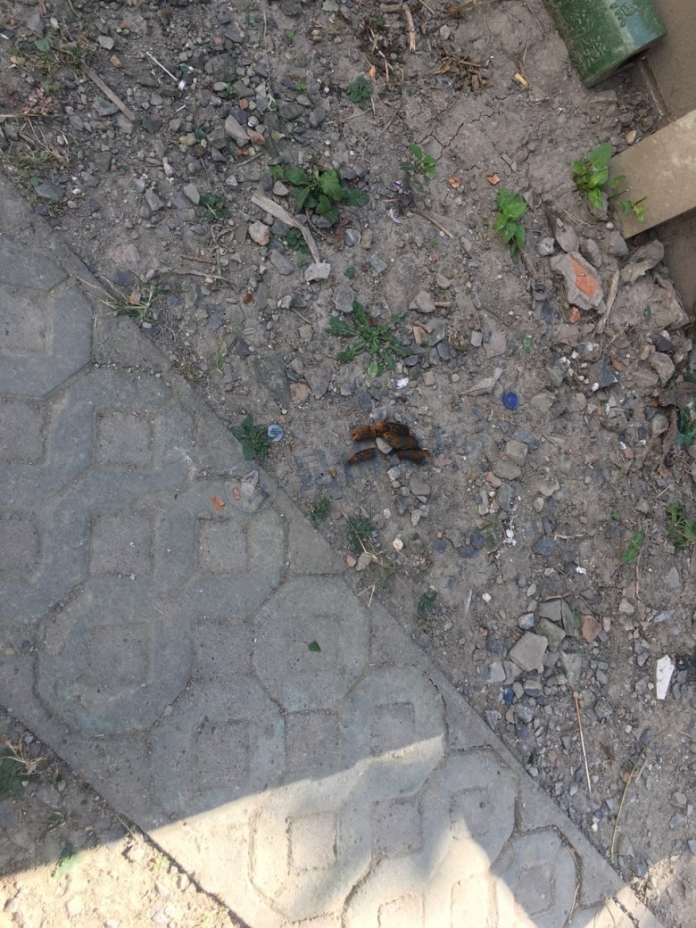 昆山茗景苑小区79幢某住户太龌蹉了,满地狗屎不说还老是高空抛物