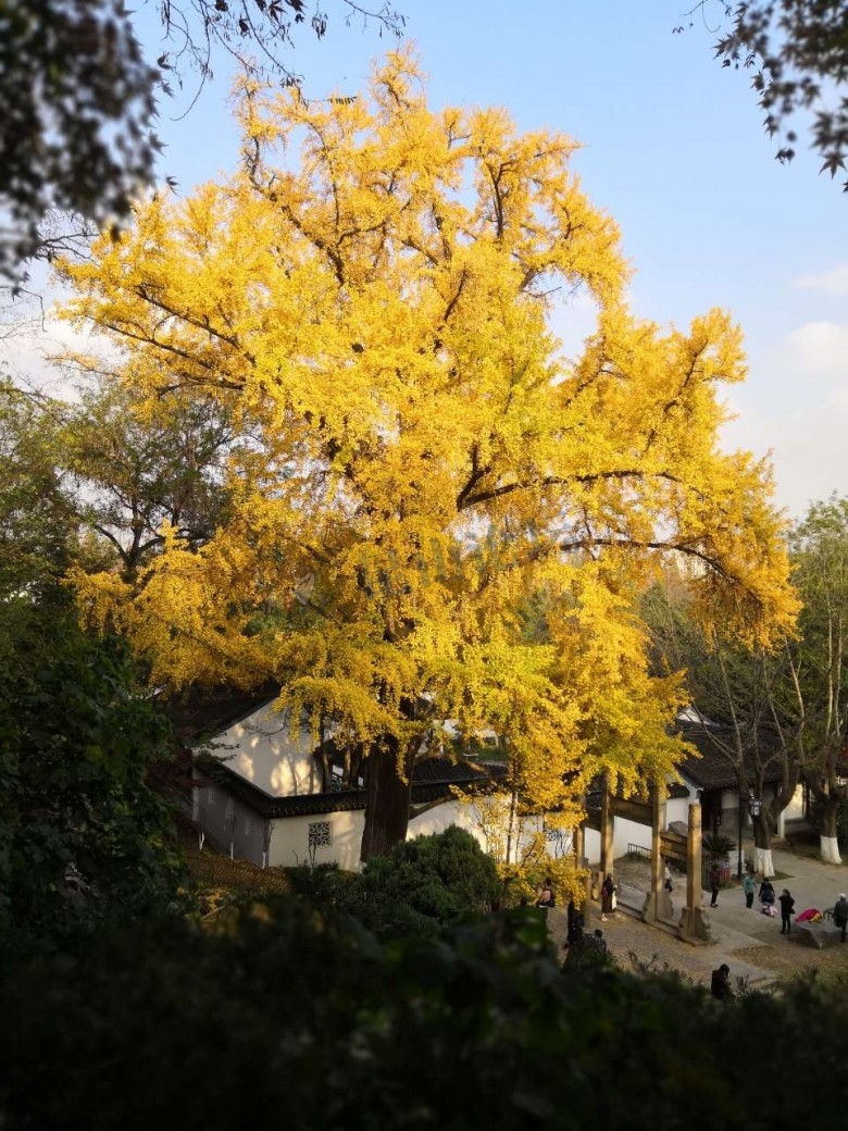 亭林公园的千年古银杏,最美季节来了吧