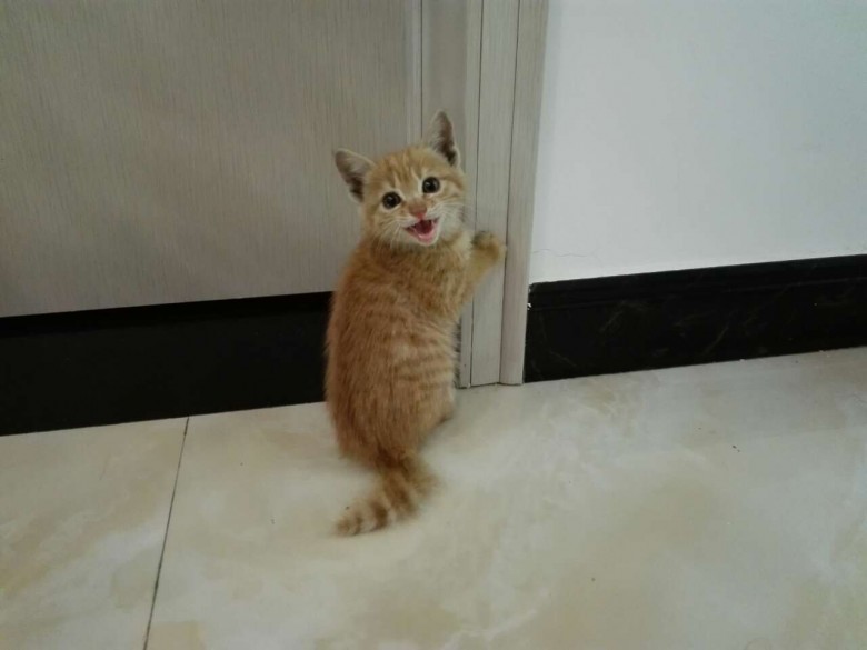捡了只橘猫幼崽找领养