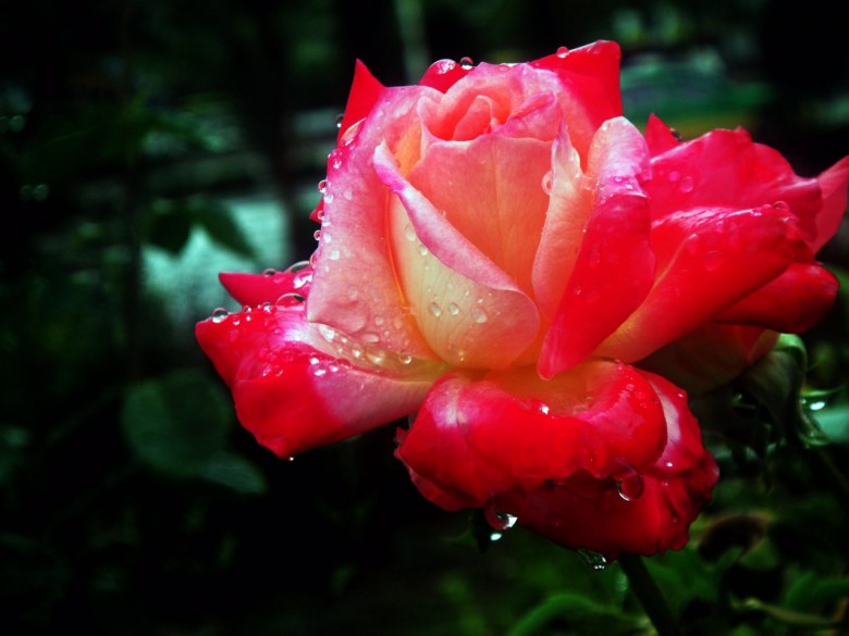 红红火火过大年