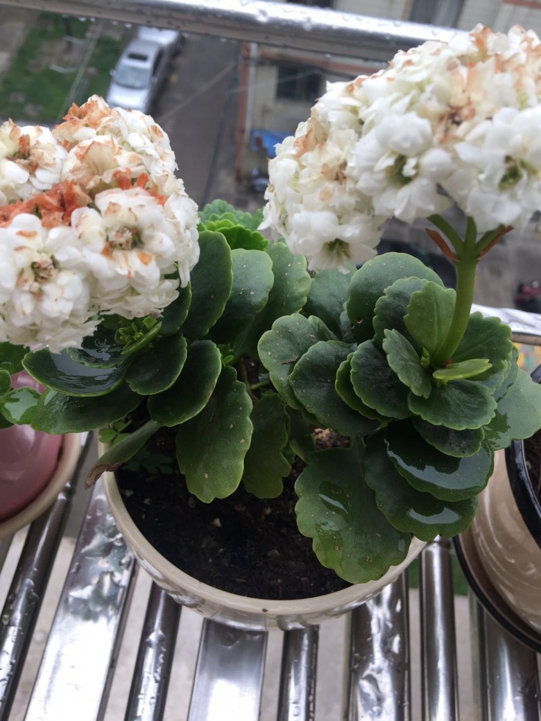 长寿花转让,长寿枝条免费分享