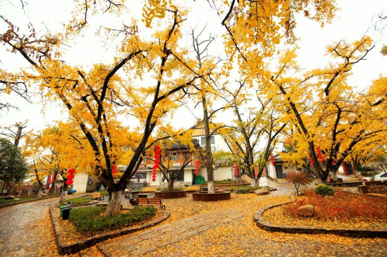 八都岕十里银杏长廊