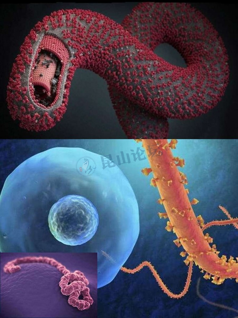 全球最严重的几种病毒,用三维模型来科普一下!