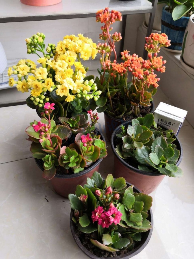 转让:25元一组长寿花