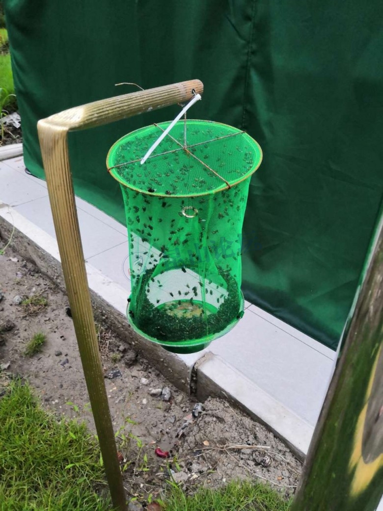 一窝苍蝇,没吃晚餐的别看